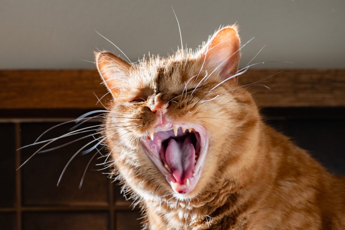 Tartre chez le chat : prévention et soins dentaires naturels
