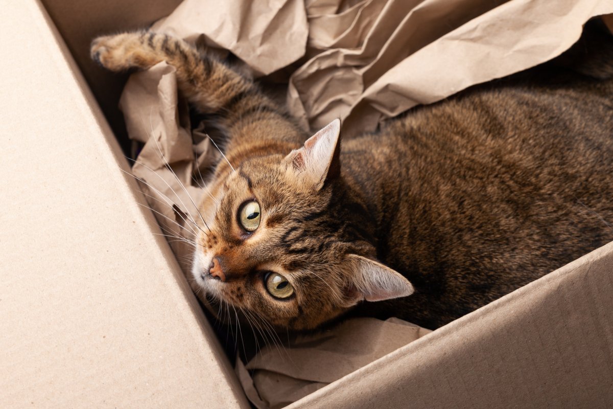 Cartons pour chat : transformez vos déchets en paradis félin
