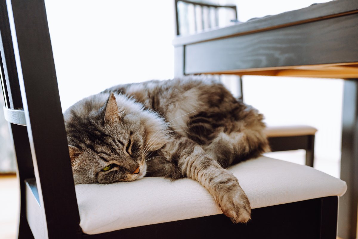 Chat qui vomit : quand s'inquiéter et que faire ?