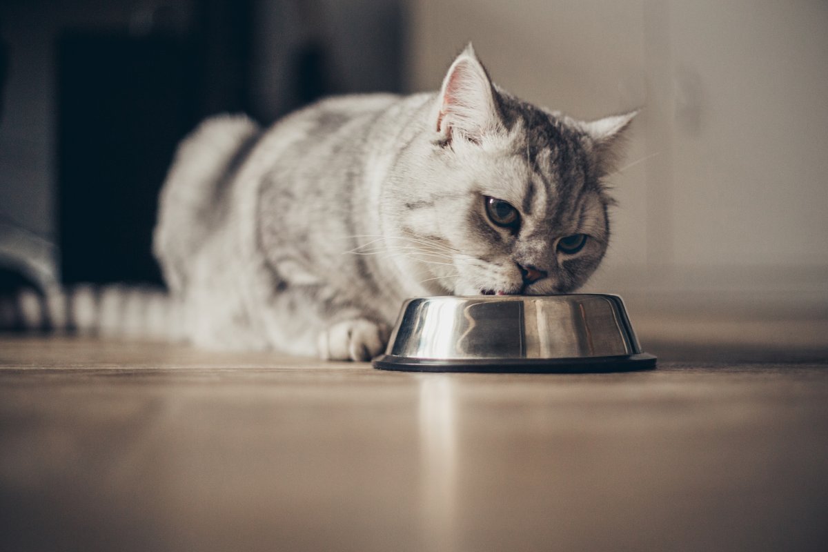 Pâtée vs croquettes : pourquoi privilégier l'alimentation humide pour votre chat