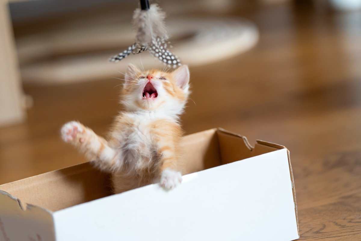 Chat qui ne joue plus : 5 astuces pour réveiller son instinct