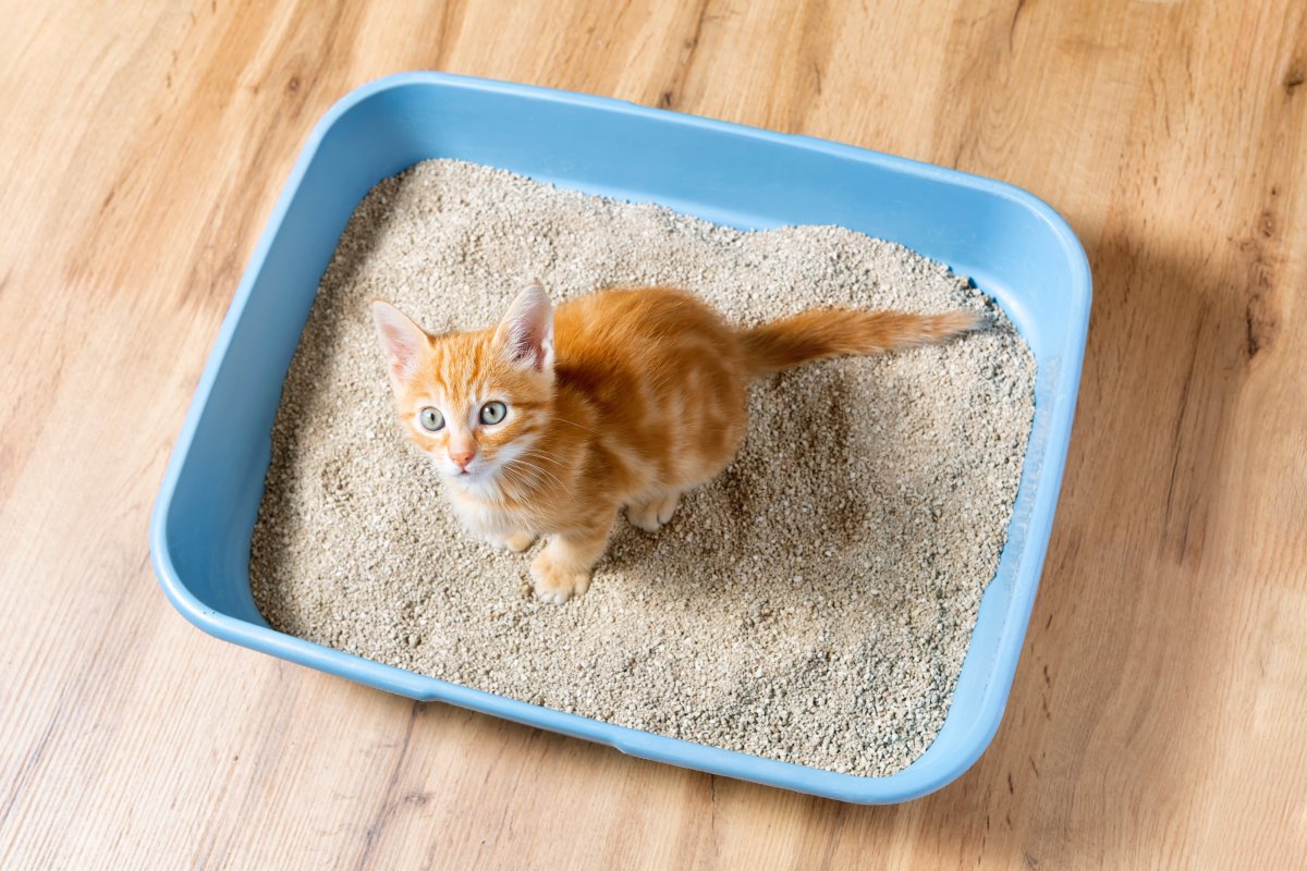 Litière du chat : comment choisir et éviter les erreurs fatales