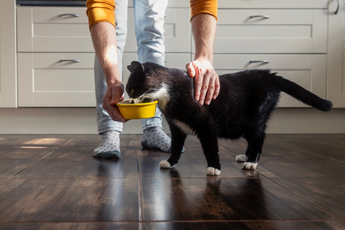 Chat âgé : adapter son alimentation après 7 ans